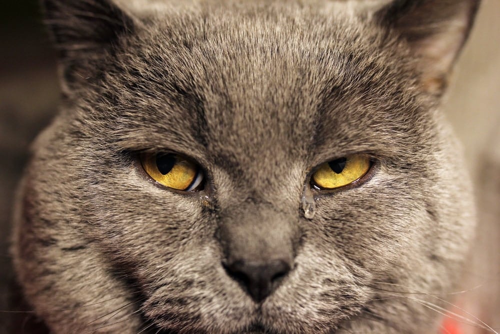 Katze mit tränenden Augen