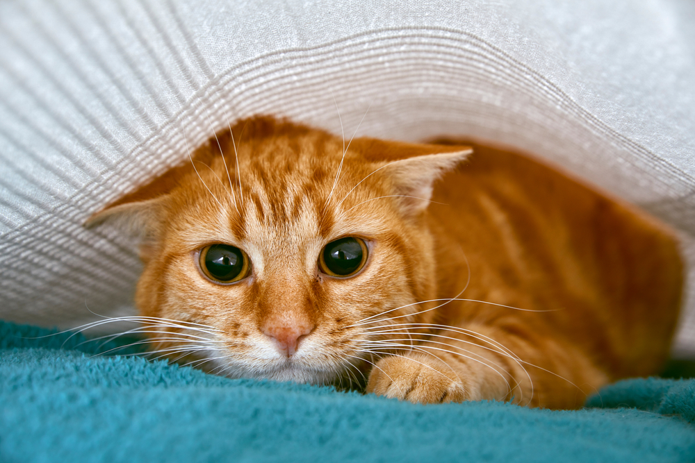 Von Natur aus schnurren manche Katzen nicht