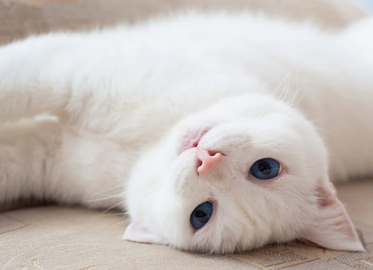 weiße Katzen