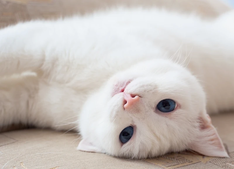 weiße Katzen