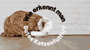 Katzenfutter Test